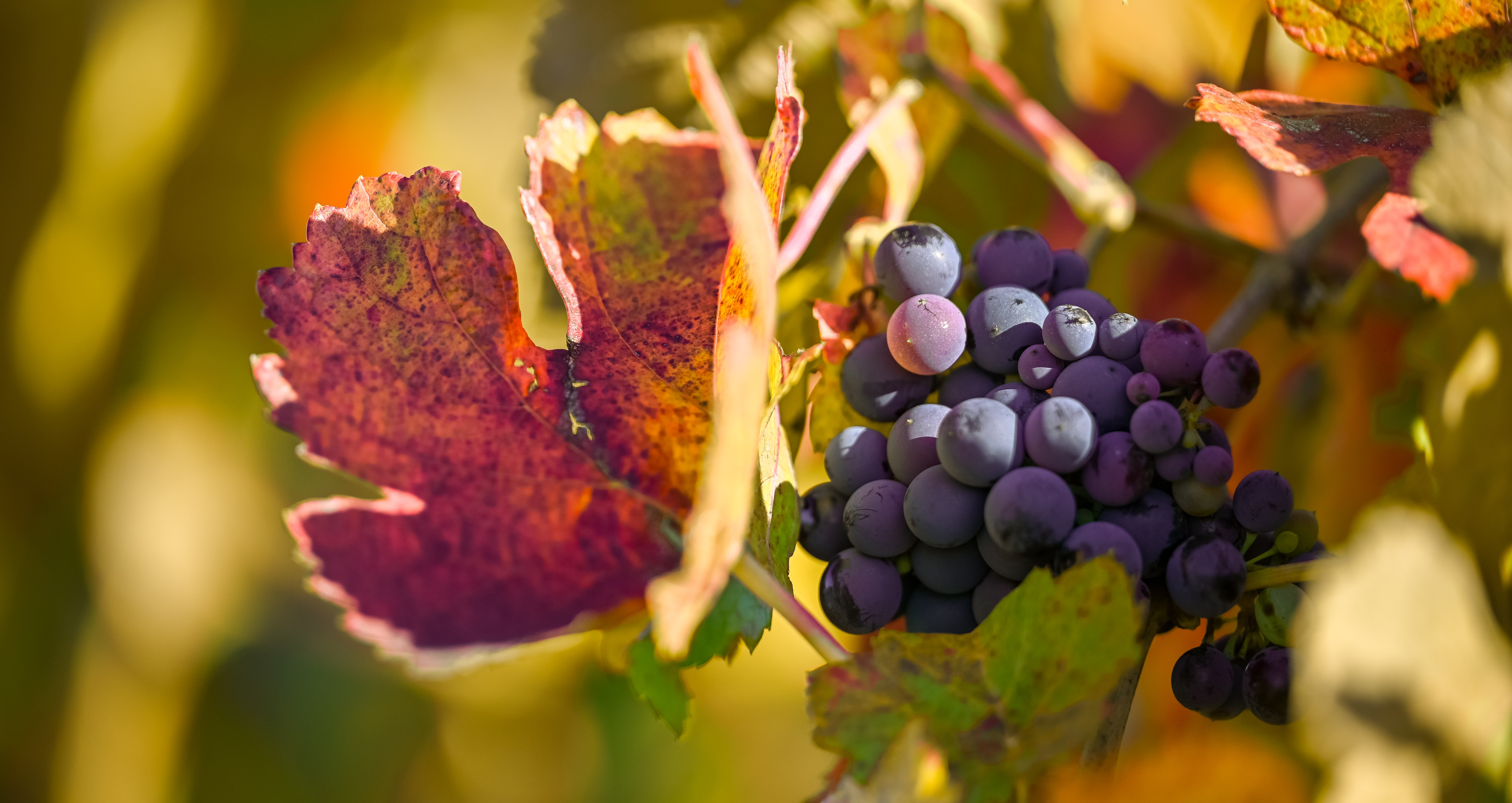 Beste Herbst-Wein-Tour in der Nähe von Jesolo, Cavallino-Treporti und Caorle