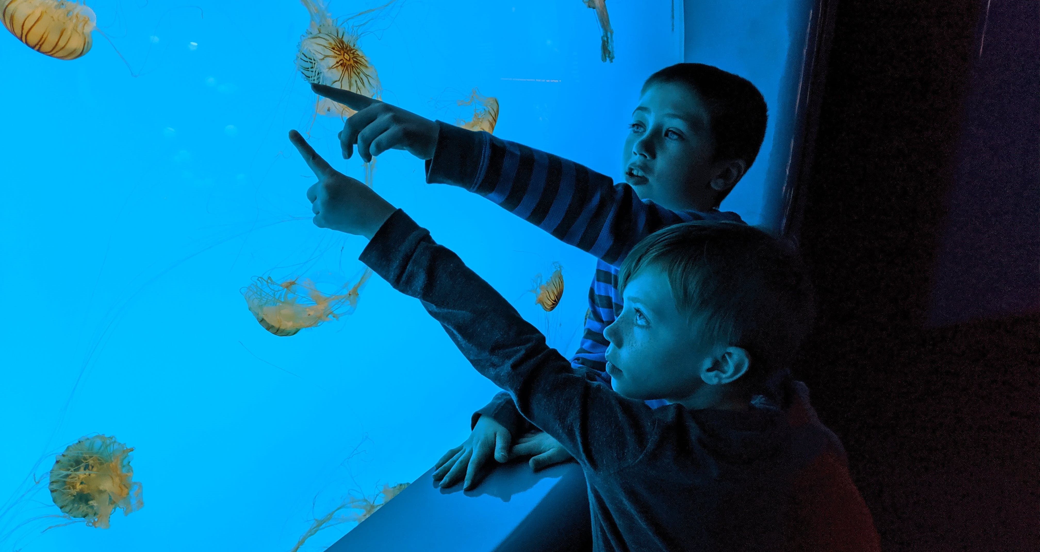 Oceanopolis: Ein Meereswunderland in der Bretagne