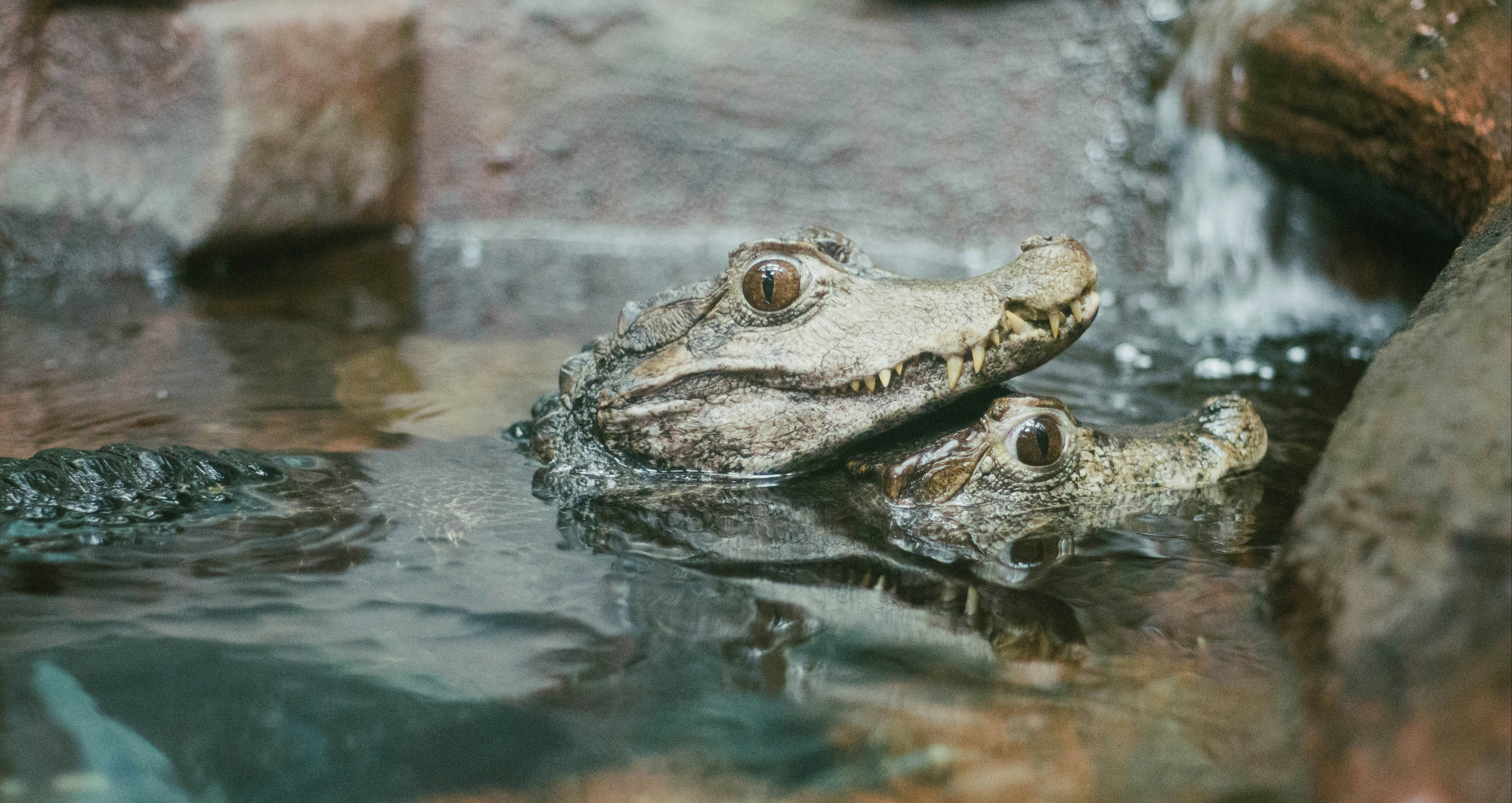 Erkundung der Alligator Bay: Ungewöhnlicher Zoo der Normandie