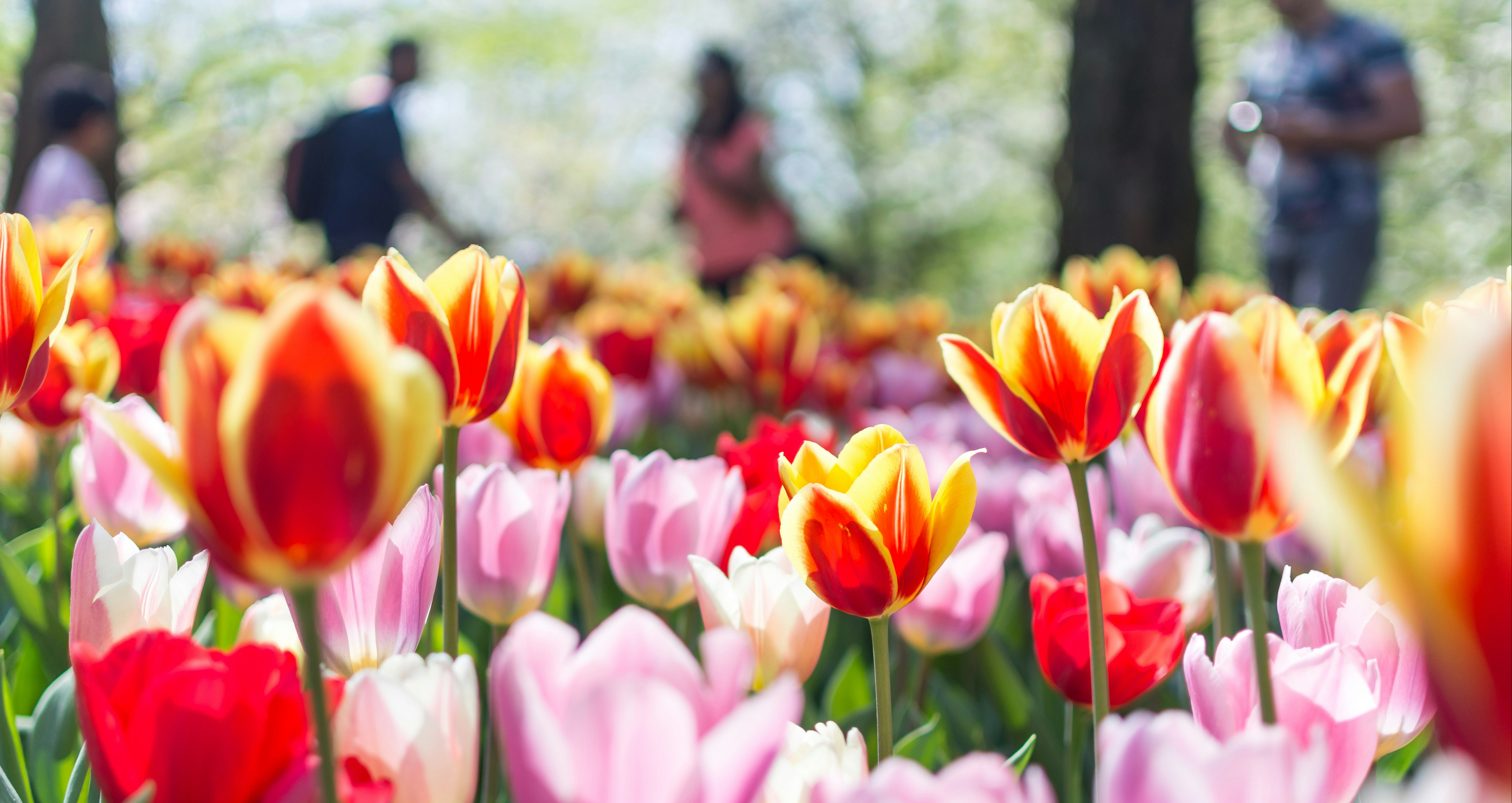 Keukenhof: Praktischer Leitfaden und Insider-Tipps