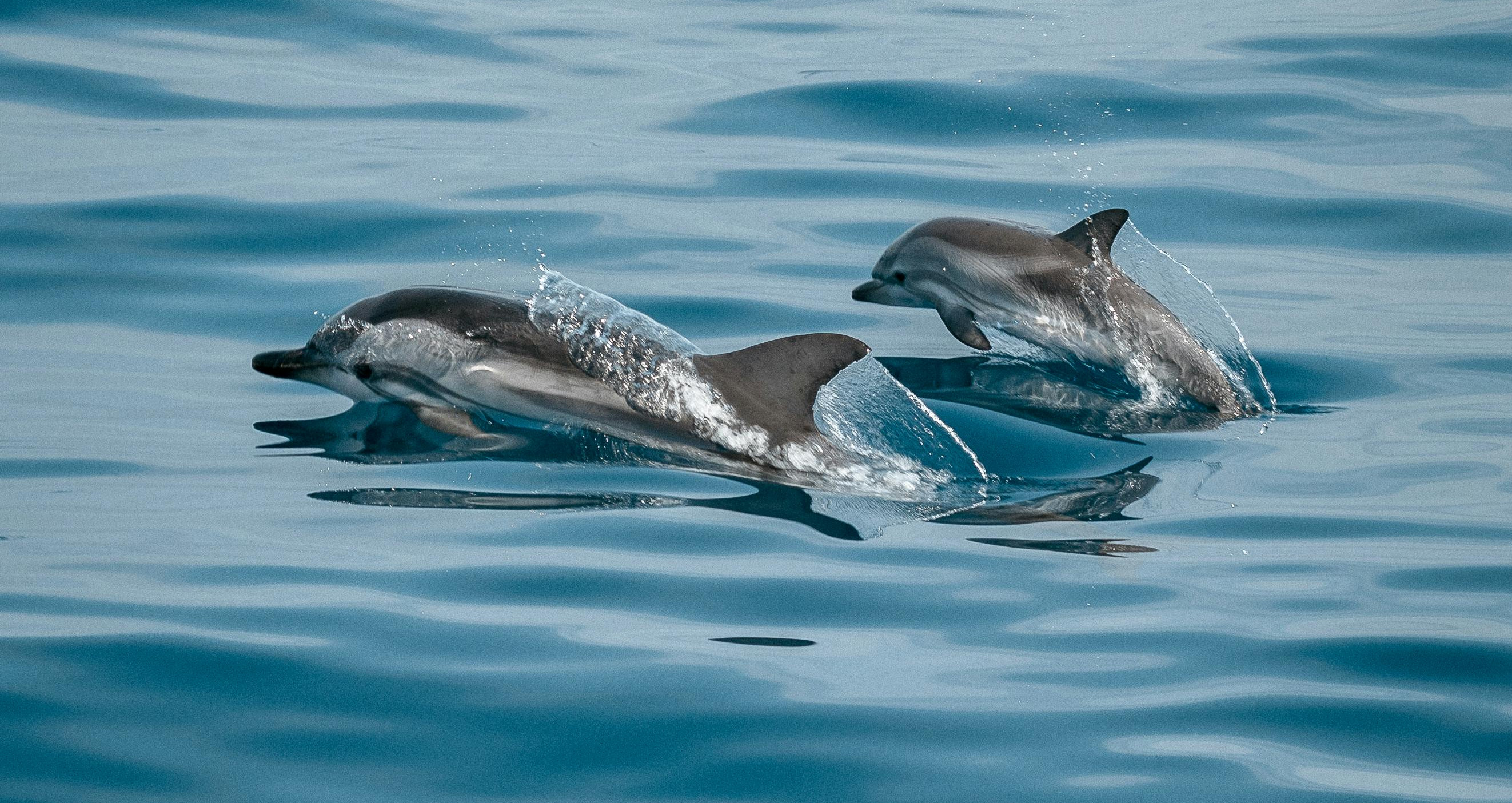 Delfinbeobachtung in Kroatien: Eine unvergessliche Reise