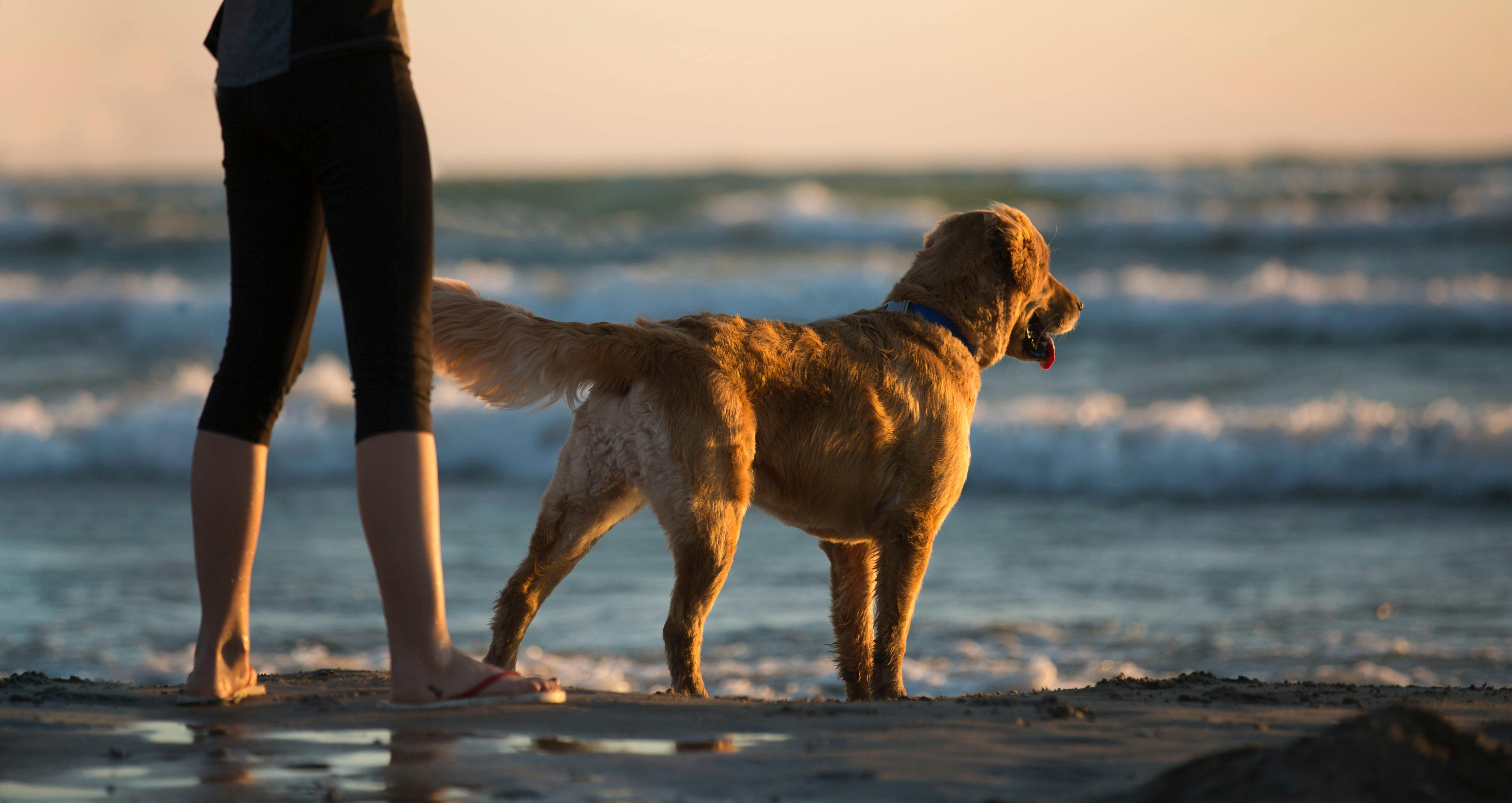 Hundefreundliche Strände in Cavallino-Treporti
